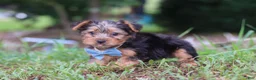 Yorkshire Terrier dogs for sale: Max - Ad 3