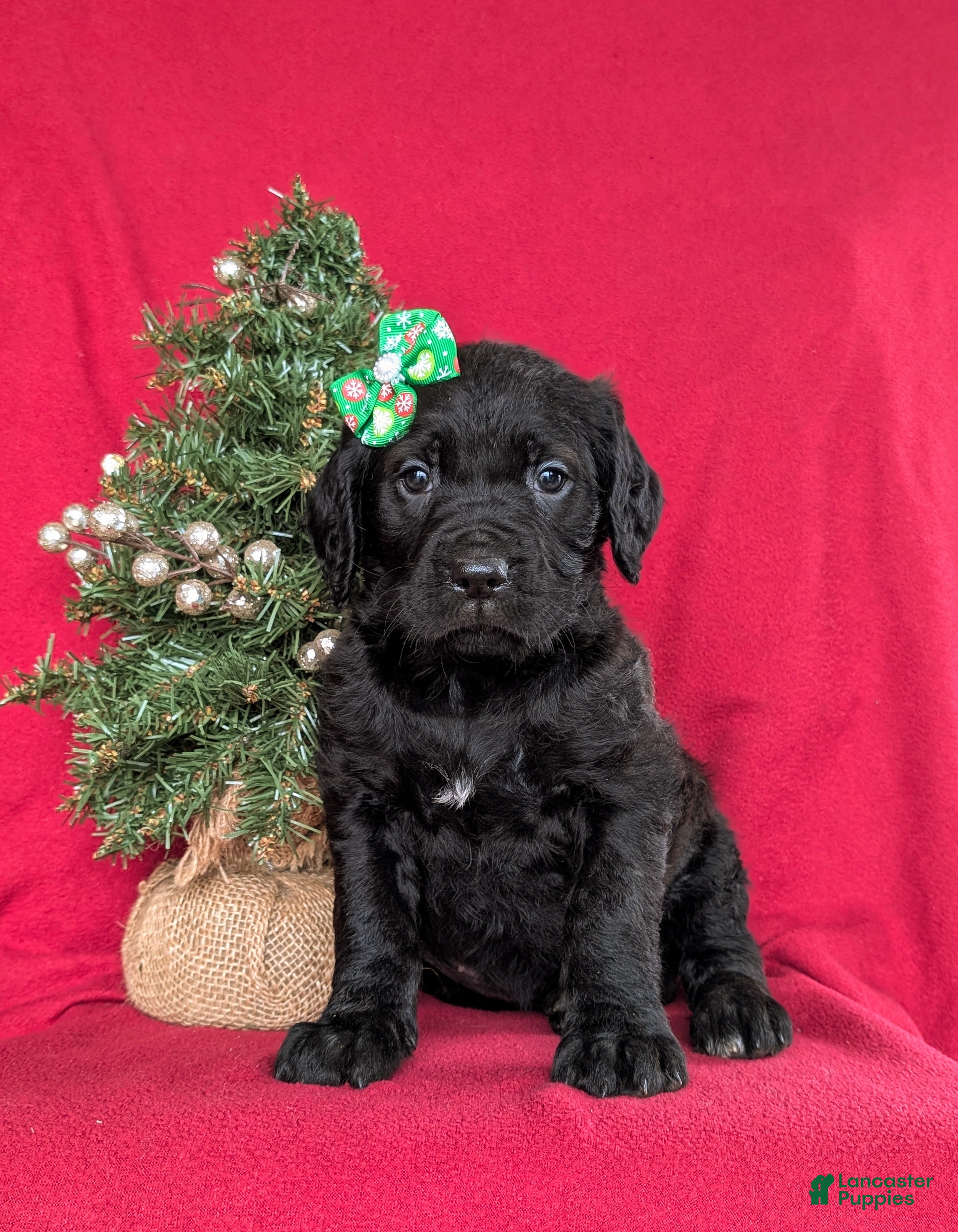 Mixed Breed dogs Audrey - Ad 8