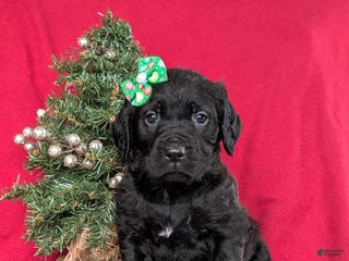 Mixed Breed dogs Audrey - Ad 42