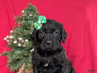 Mixed Breed dogs Audrey - Ad 41