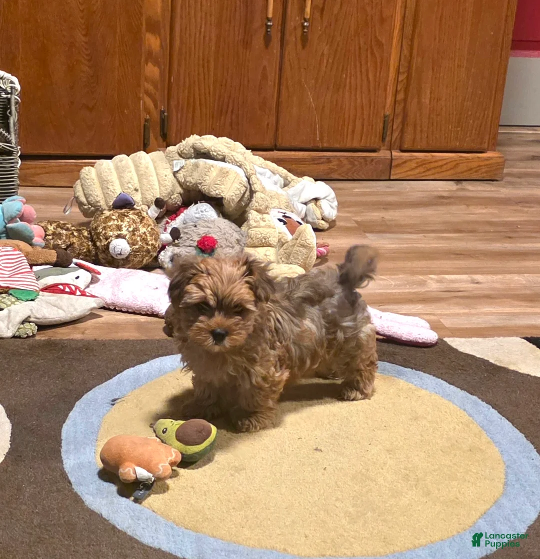 Yorkiepoo dogs for sale: Yorkiepoo Puppy 1 - Ad 2
