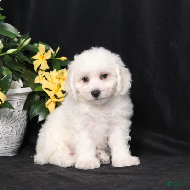 Bichon Frise dogs Lola - Ad 2