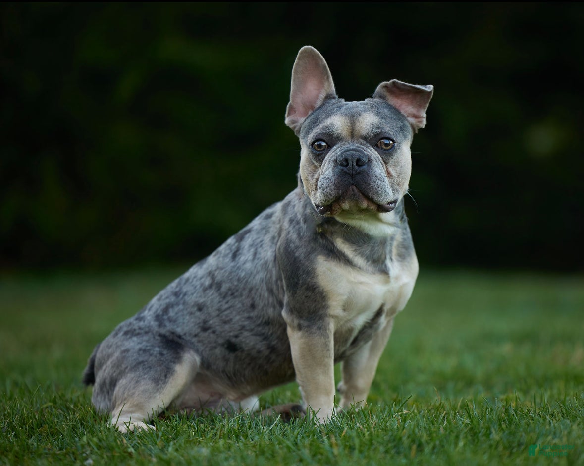 French Bulldog dogs Ace - Ad 41