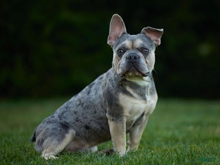French Bulldog dogs Ace - Ad 41
