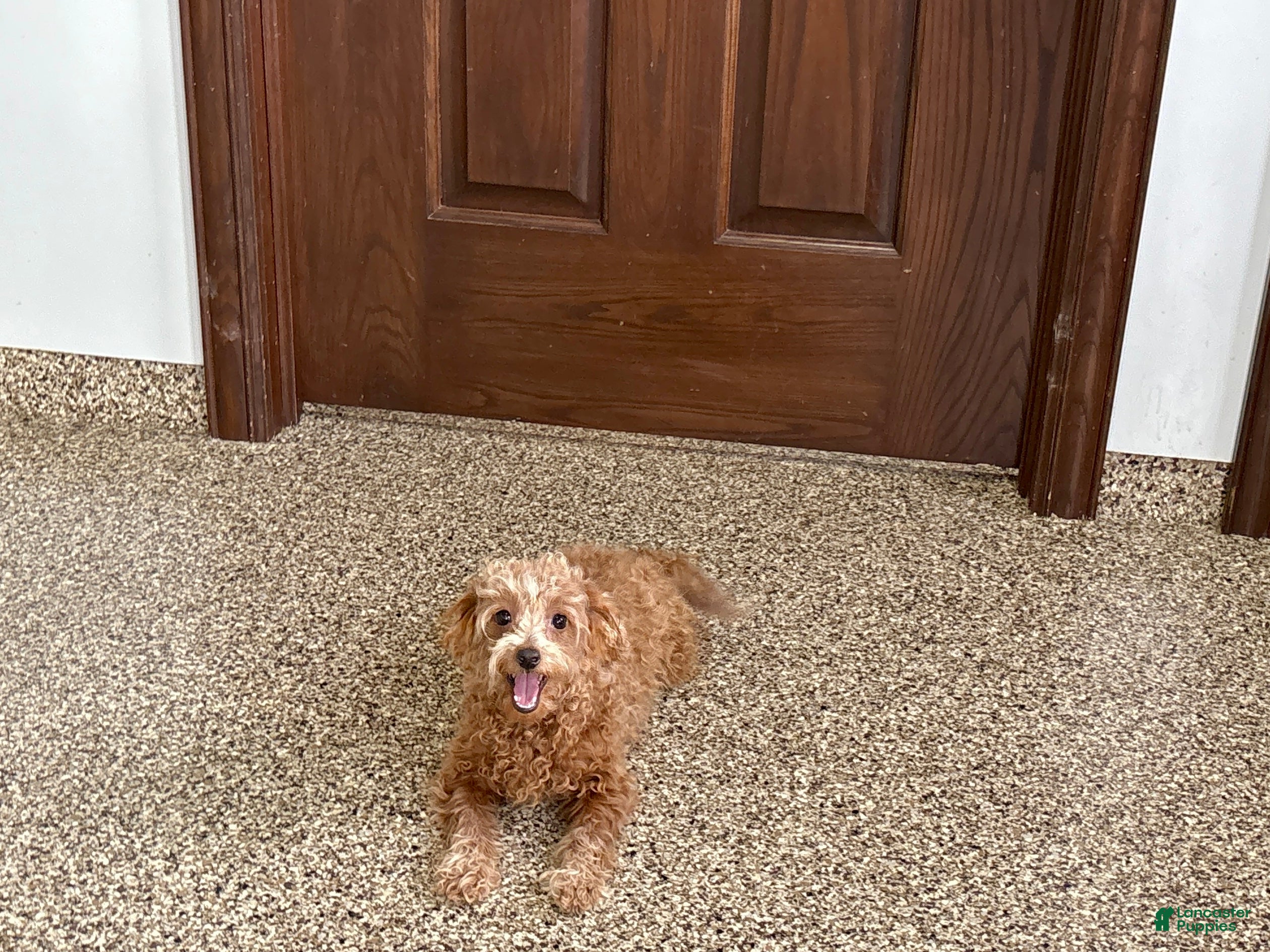 Maltipoo dogs for sale: Red Honey  - Ad 5
