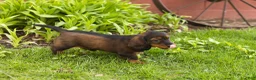 Miniature Dachshund dogs for sale: Buddy  - Ad 4