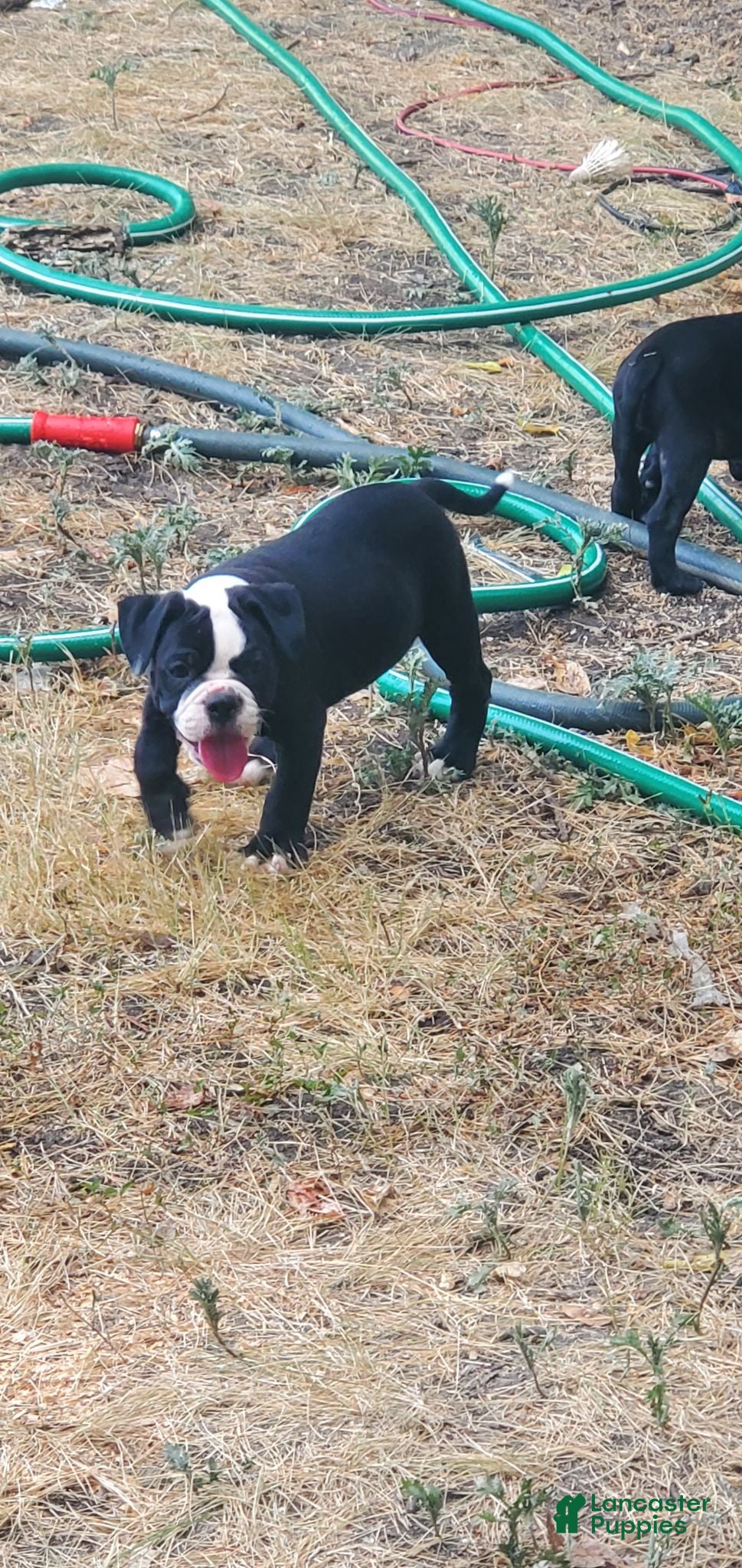 Alapaha Blue Blood Bulldog dogs Alapaha Blue Blood Bulldog 2 - Ad 1