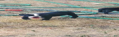 Alapaha Blue Blood Bulldog 2