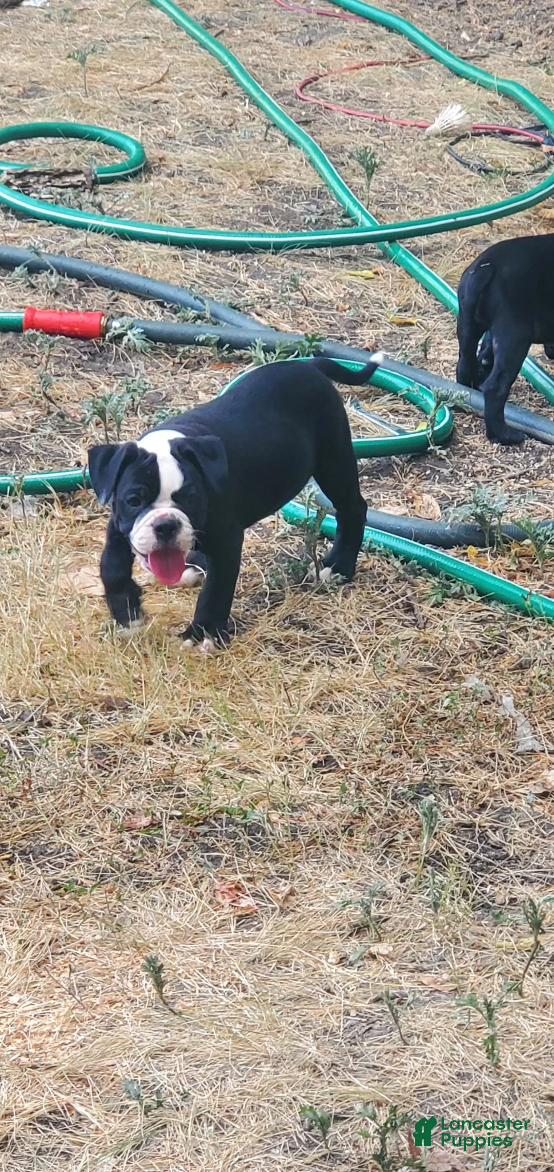 Alapaha Blue Blood Bulldog dogs for sale: Alapaha Blue Blood Bulldog 2 - Ad 1