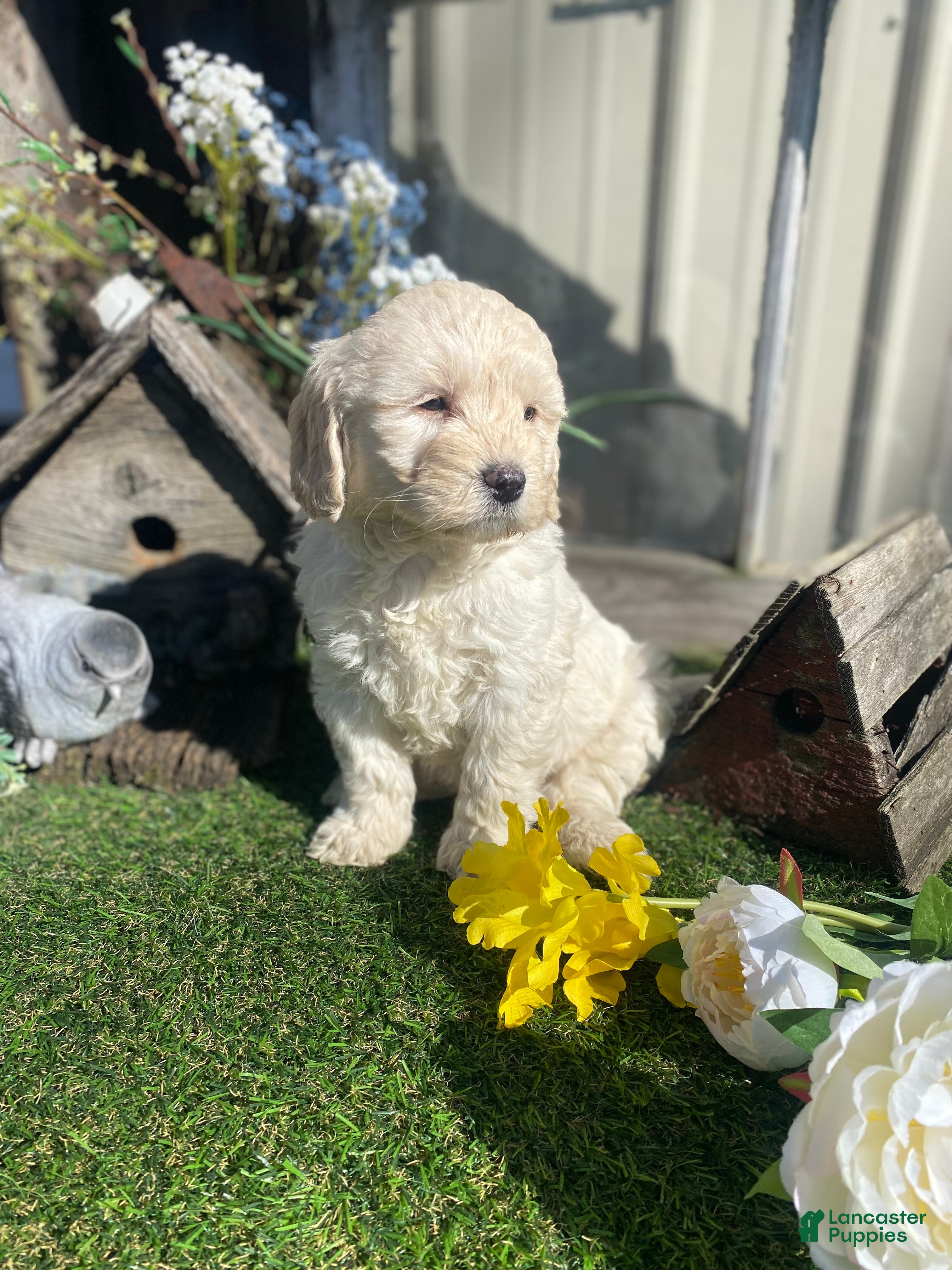 Mini Goldendoodle dogs Bailey - Ad 1