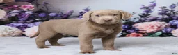 Labrador Retriever dogs for sale: Blake - Ad 3