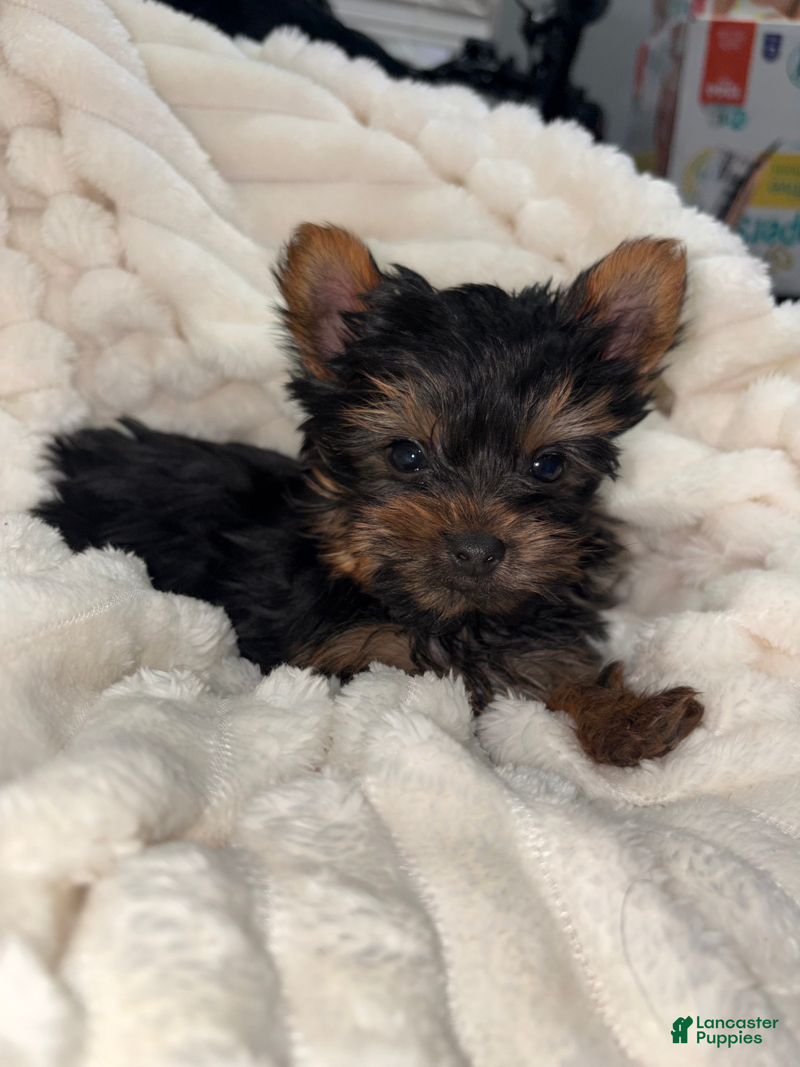 Yorkshire Terrier dogs for sale: Teacup cash - Ad 2