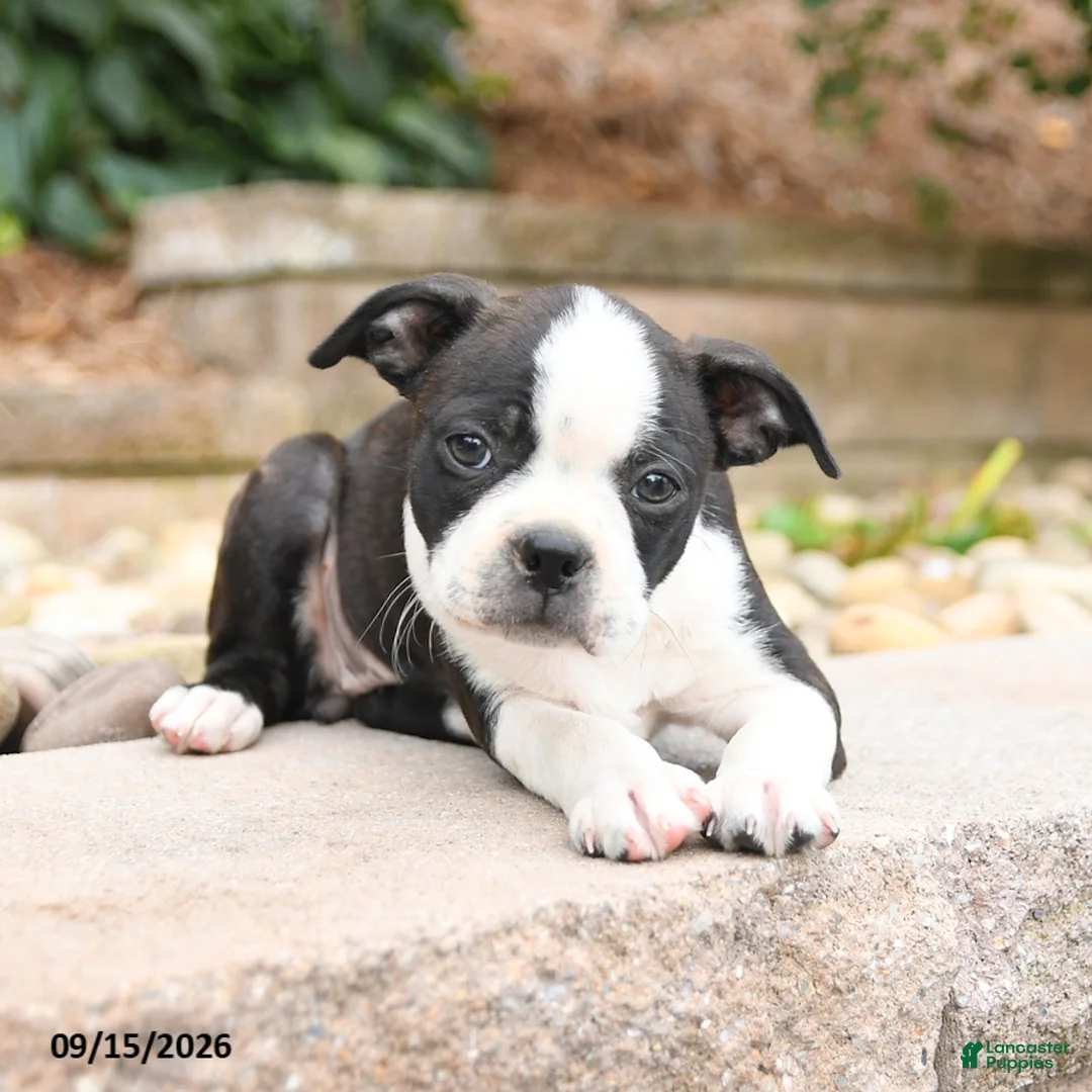 Boston Terrier dogs for sale: Molly - Ad 3