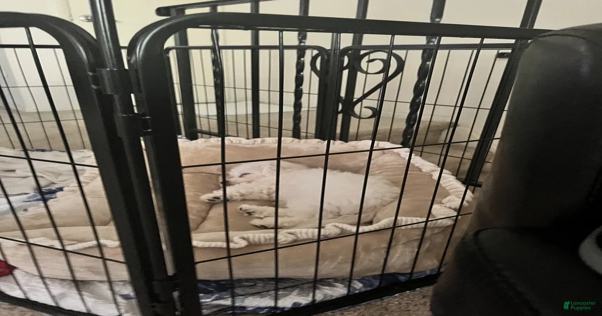 Old Bichon Frise Puppies for sale | Lancaster Puppies