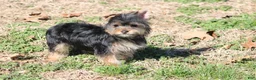 Yorkshire Terrier dogs for sale: Anna - Ad 1