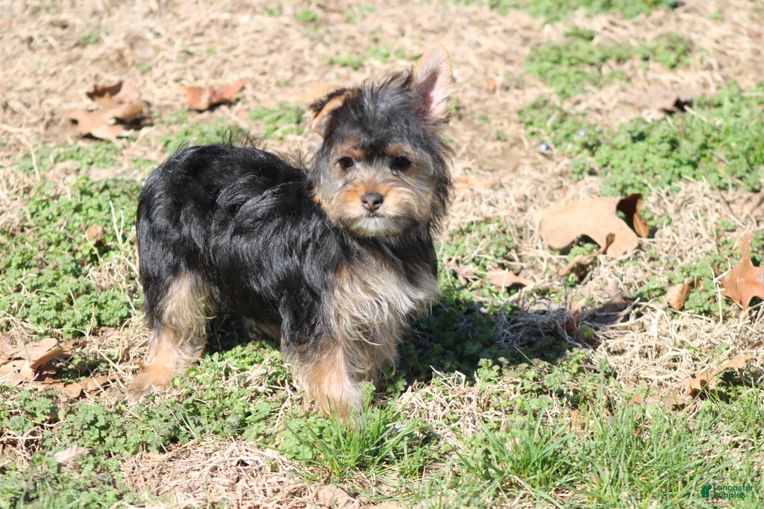 Yorkshire Terrier dogs for sale: Anna - Ad 1