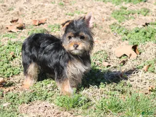 Yorkshire Terrier dogs Anna - Ad 14