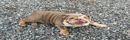 English Bulldog dogs for sale: Raven - Ad 8