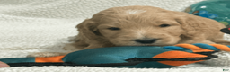 Goldendoodle dogs for sale: Light Blue - Ad 3