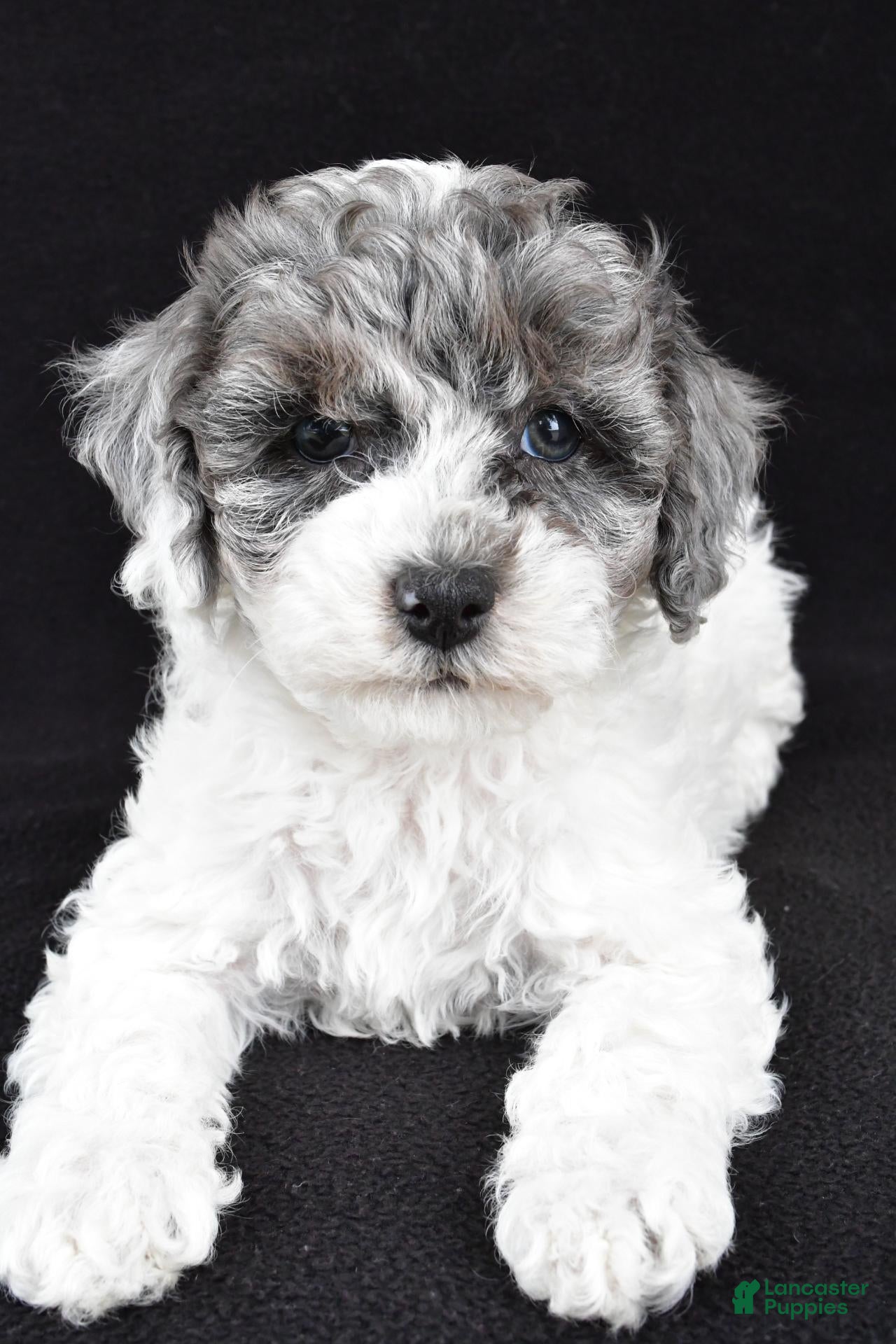 Cockapoo dogs for sale: Milo - Ad 2