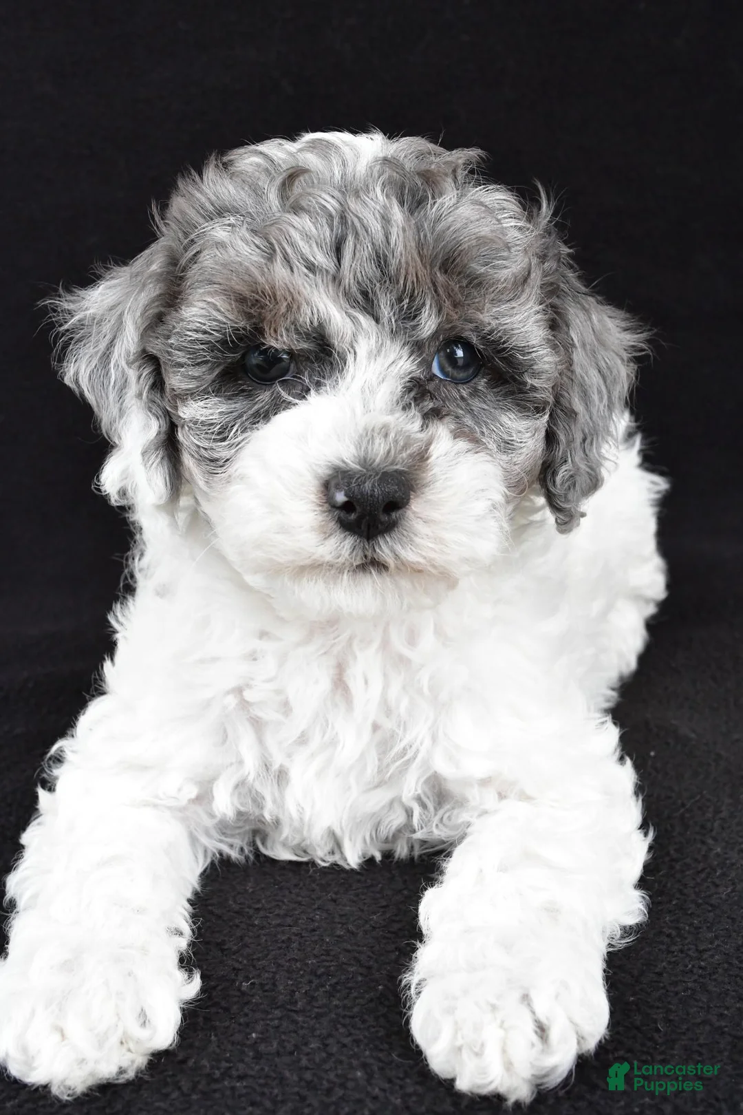 Cockapoo dogs for sale: Milo - Ad 2