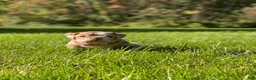 English Bulldog dogs for sale: ERNEST - Ad 6