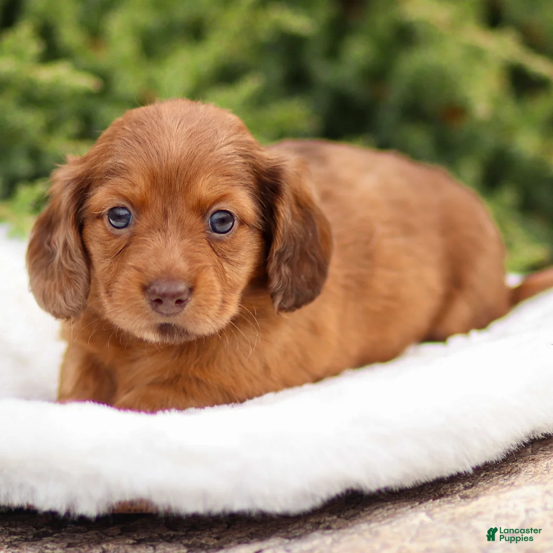 Dachshund dogs for sale: Hannah - Ad 14