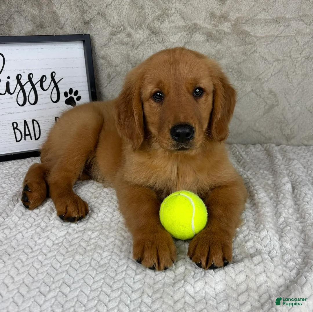 Golden Retriever dogs for sale: Ginger - Ad 3