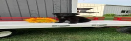 German Shepherd dogs for sale: Snickers  - Ad 3