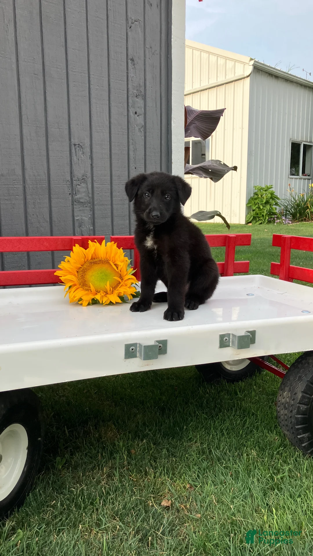 German Shepherd dogs for sale: Snickers  - Ad 3