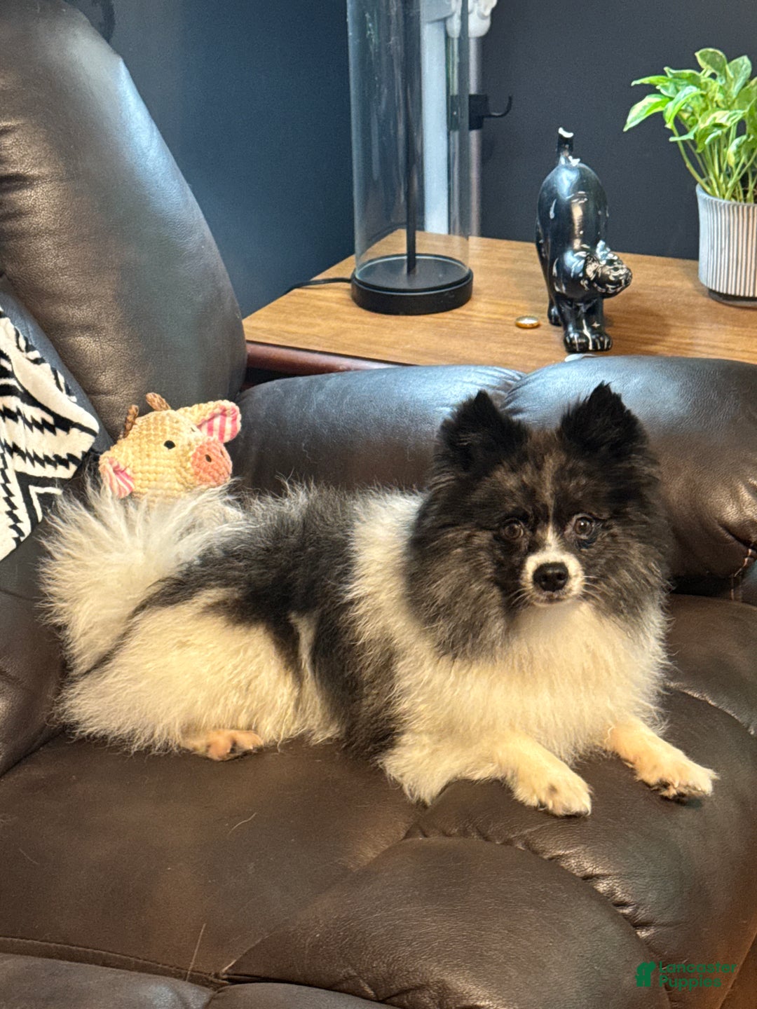Pomeranian dogs for stud: Nash  - Ad 3