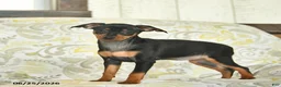 Miniature Pinscher dogs for sale: Havana  - Ad 1