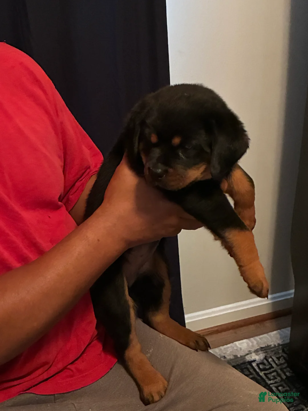 Rottweiler dogs for sale: Rottweiler 2 - Ad 2