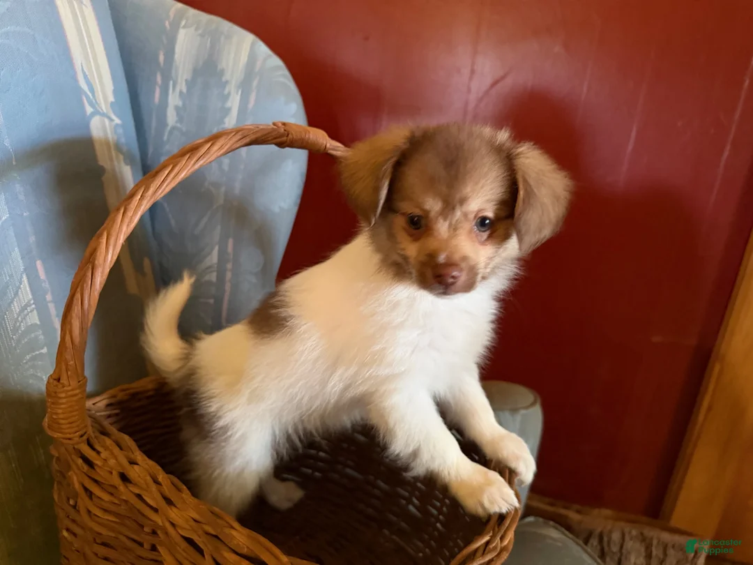 Mixed Breed dogs for sale: Cookie’s Boy #5 - Ad 2