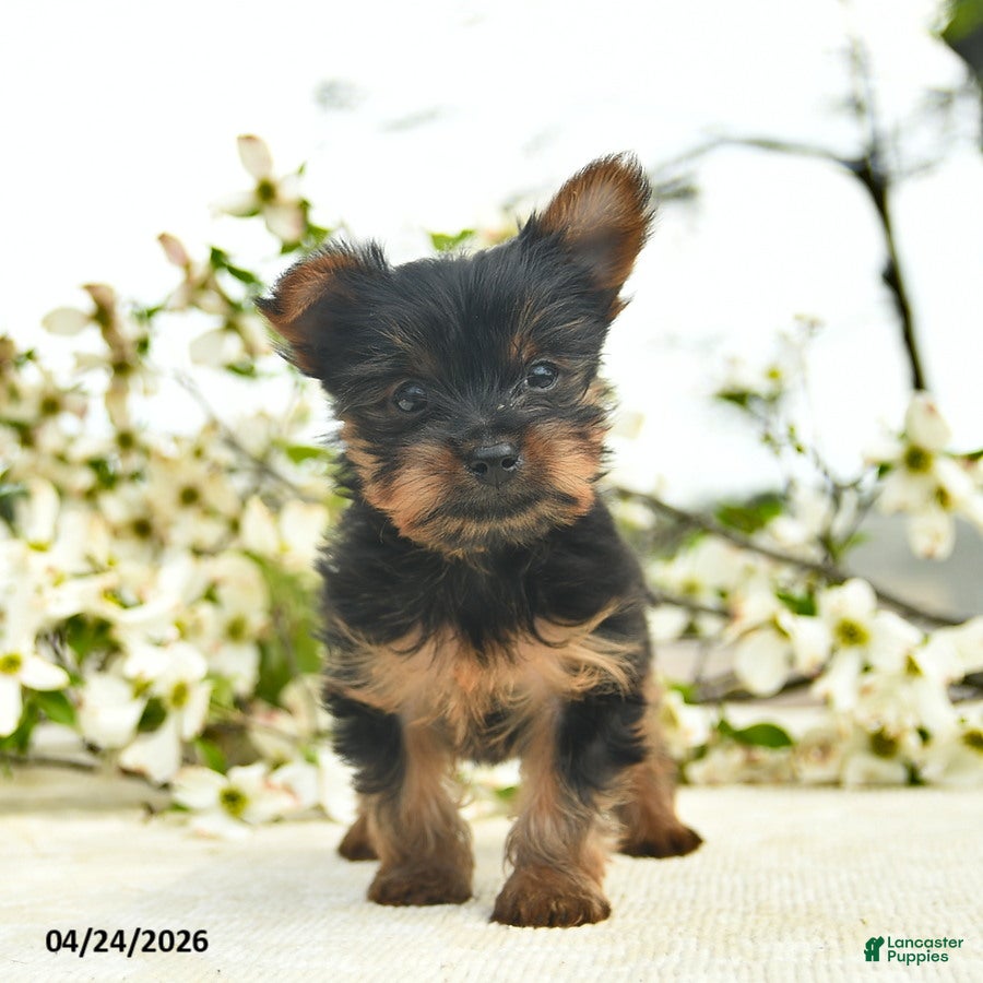 Yorkshire Terrier dogs Murtle  - Ad 2