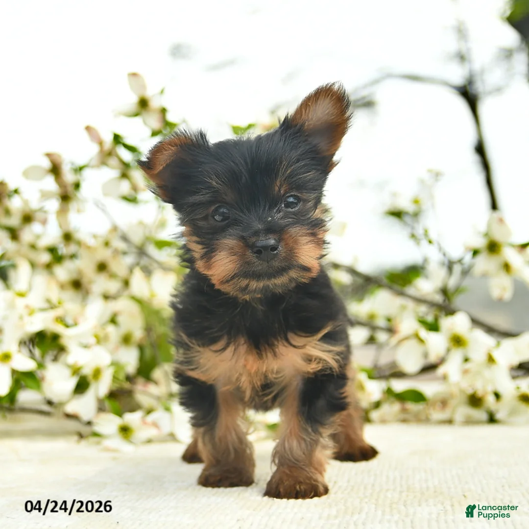 Yorkshire Terrier dogs for sale: Murtle  - Ad 2
