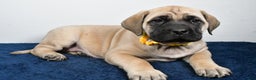 English Mastiff dogs for sale: Sage - Ad 2
