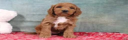 Mini Goldendoodle dogs for sale: Dillard - Ad 4