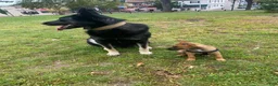 Mixed Breed dogs for sale: Mixed Breed 1 - Ad 13