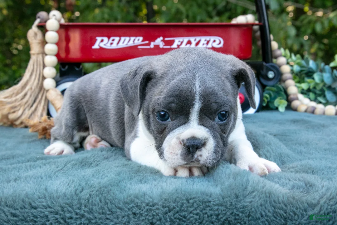 Frenchton dogs for sale: Chops - Ad 2
