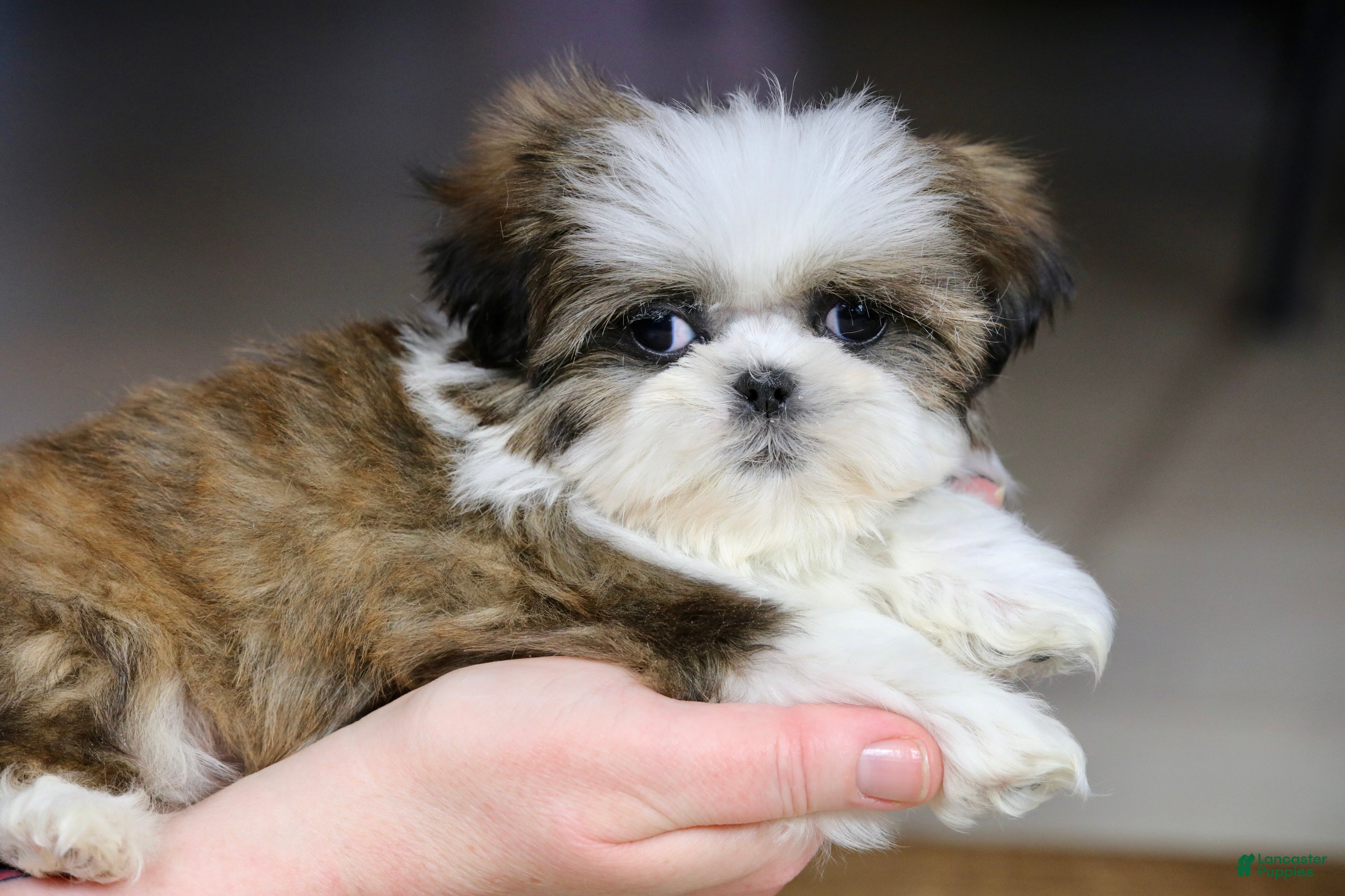 Shih Tzu dogs Weslee - Ad 3