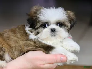 Shih Tzu dogs Weslee - Ad 3