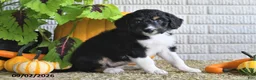 Mixed Breed dogs for sale: Krissy - Ad 3