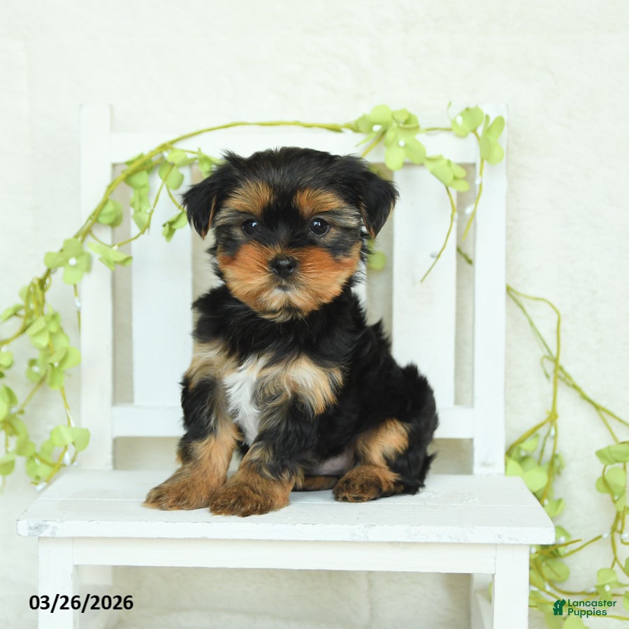 Yorkshire Terrier dogs Skye - Ad 2
