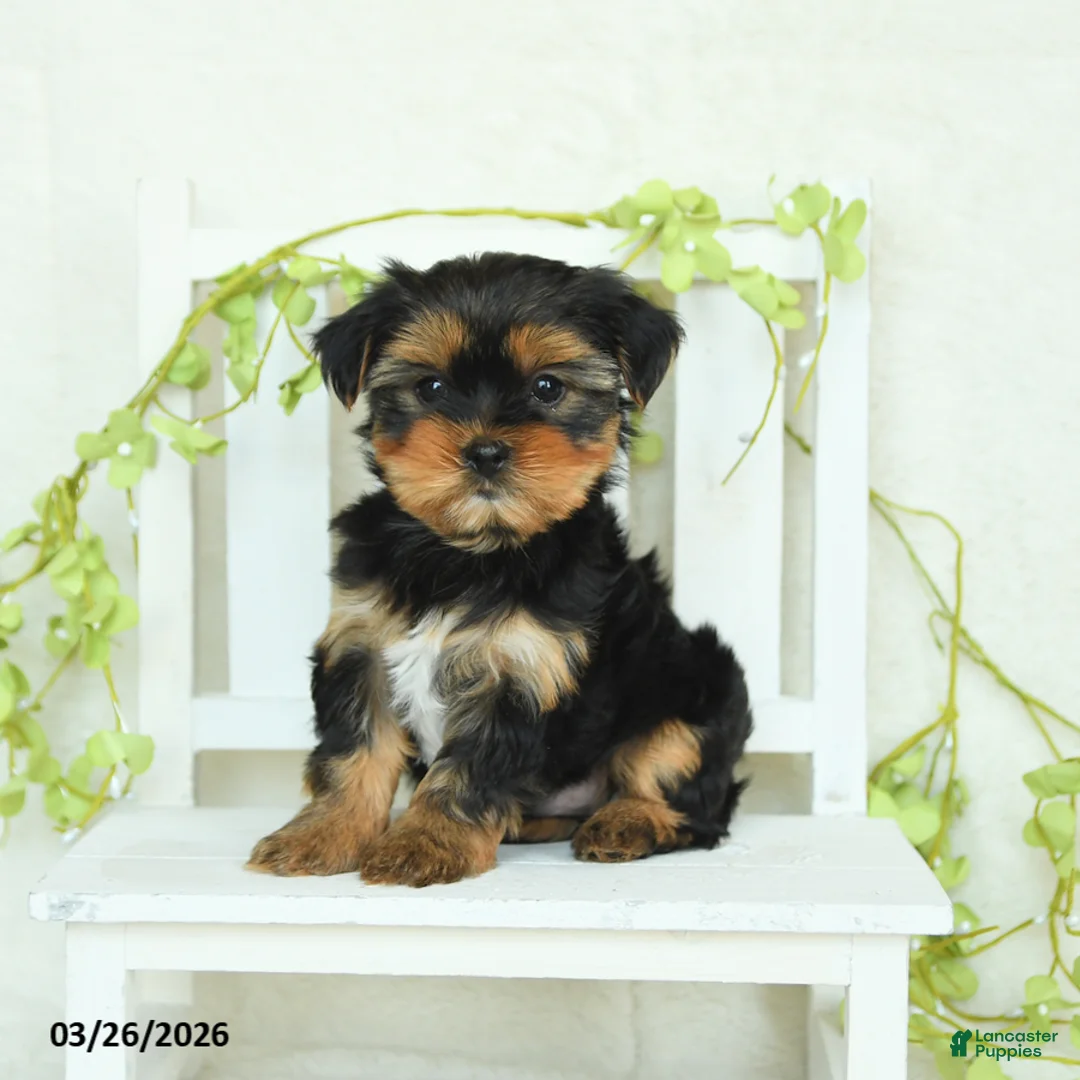Yorkshire Terrier dogs for sale: Skye - Ad 2