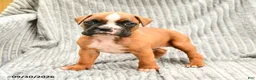 Boxer dogs for sale: Leo - Ad 1
