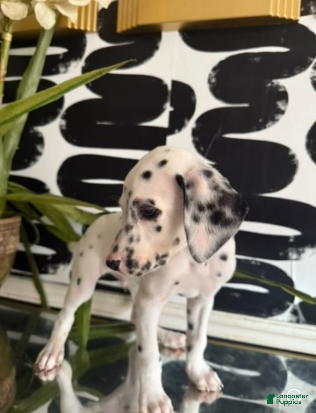 Dalmatian dogs for sale: Bishop - Ad 2