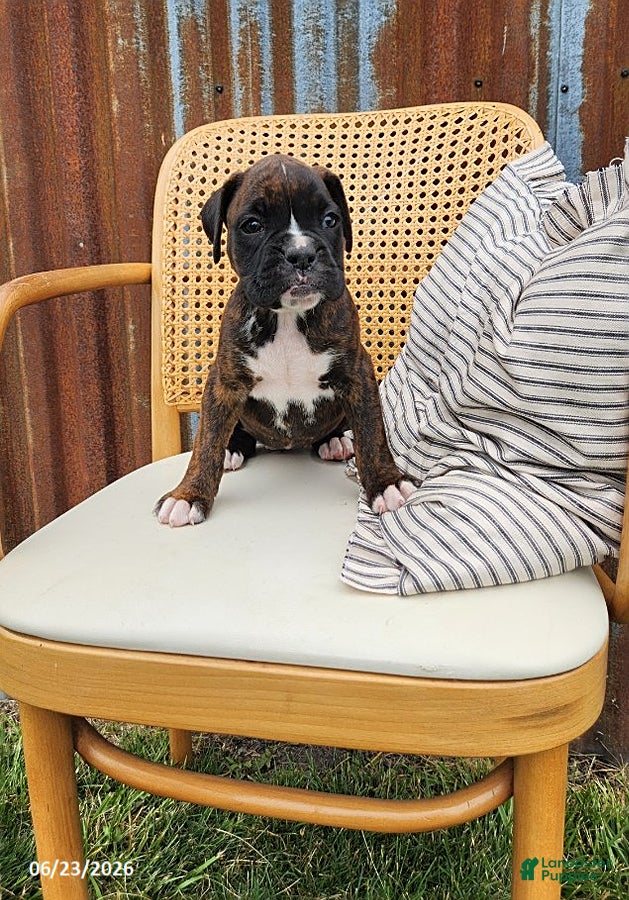 Boxer dogs Clara - Ad 1