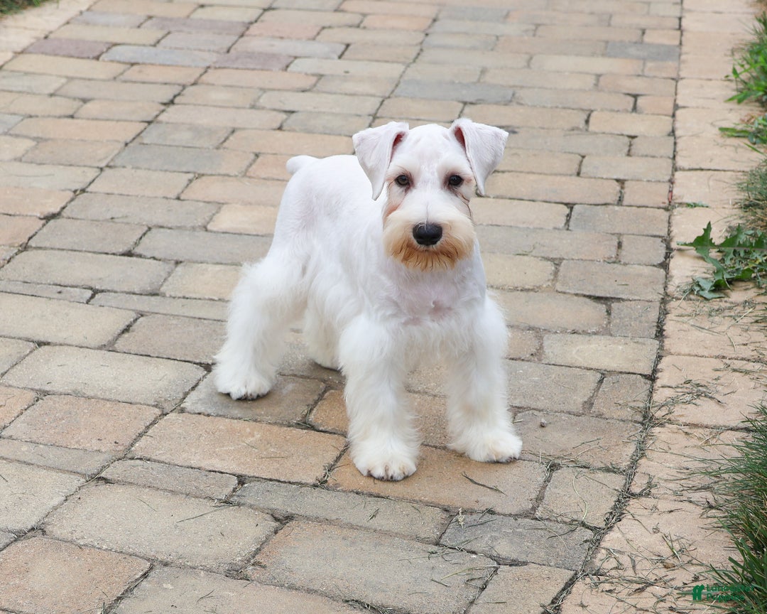 Miniature Schnauzer dogs for sale: Alex - Ad 12