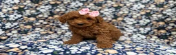 Cockapoo dogs for sale: Rain - Ad 3